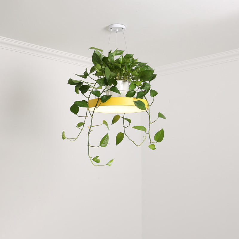 Hanging Acrylic LED Pendant Light with Top Plant Pot in Black/Grey/White