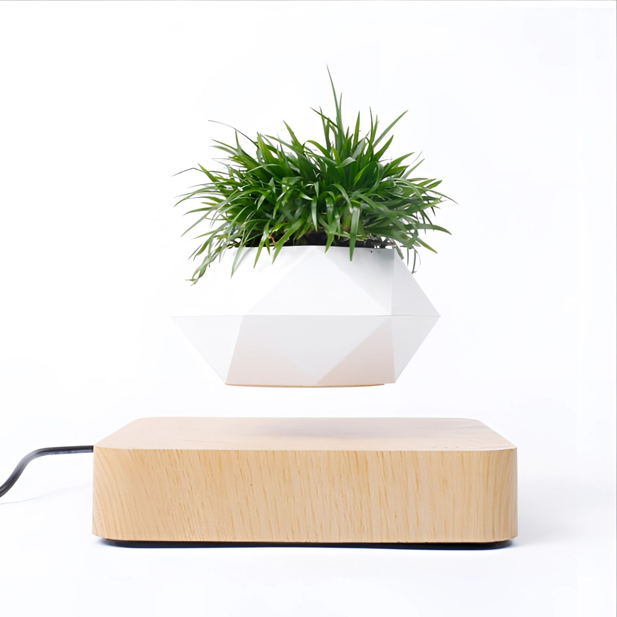 Magnetic floating bonsai plant in a modern levitating pot with a base made of light wood, featuring a sleek and minimalist design suitable for contemporary decor. The plant above the wooden base appears to be an evergreen houseplant.