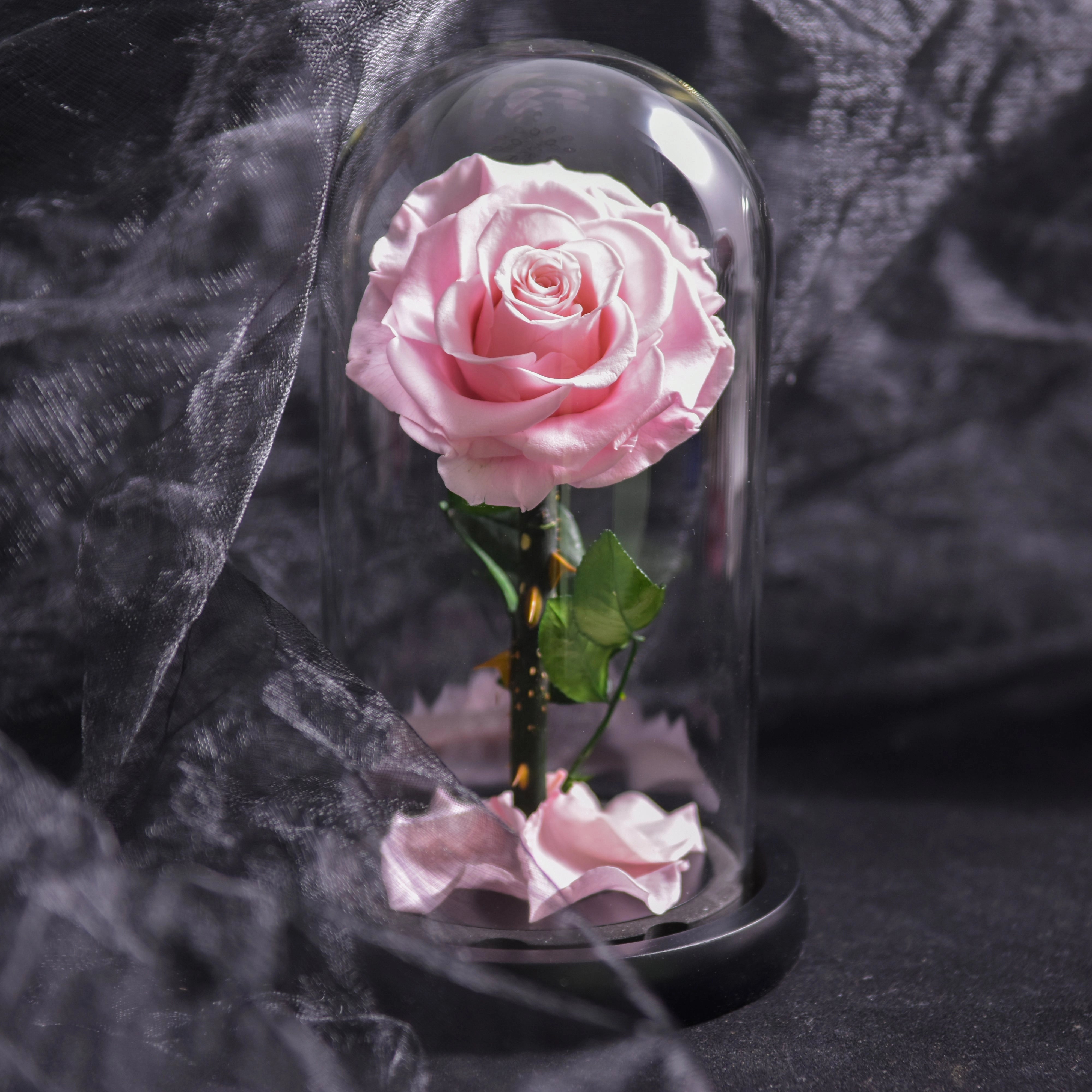 Pink preserved rose encased in a glass dome, showcasing delicate pink petals and resembling a hybrid tea rose, creating an elegant and luxurious romantic gift perfect for Valentine's Day.