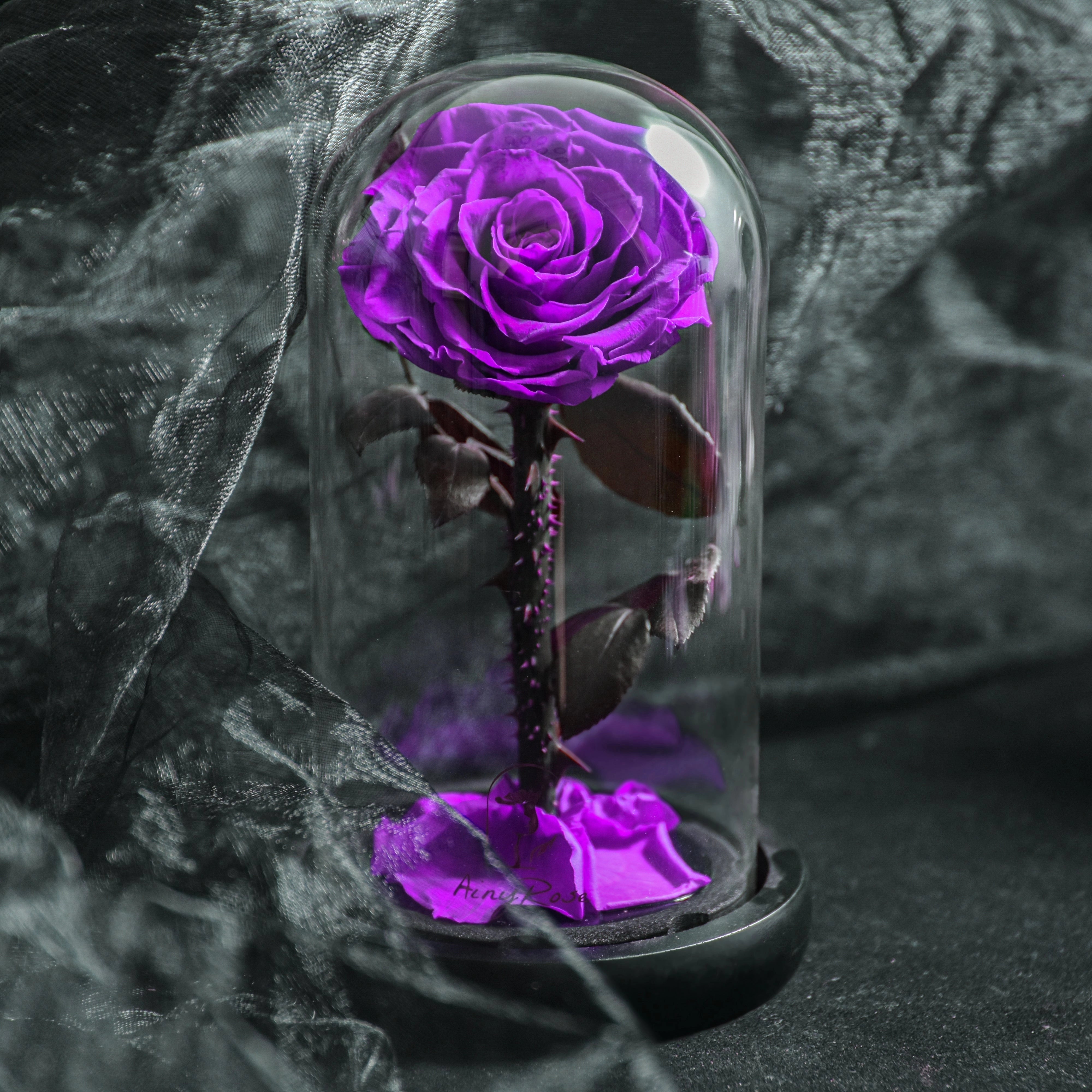 Purple preserved rose inside a glass dome with vibrant petals, showcasing a luxury romantic gift for Valentine's Day.