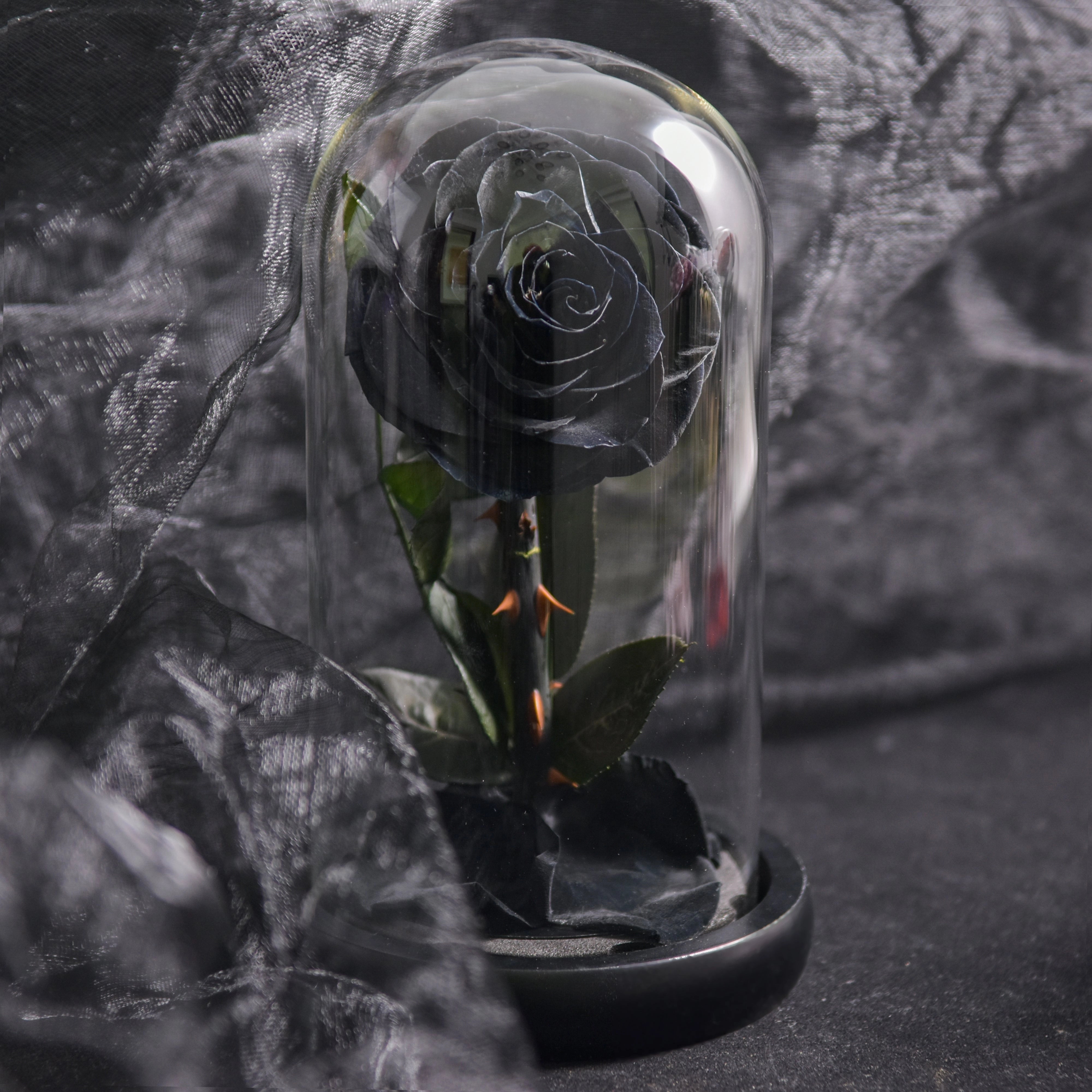 A preserved black rose elegantly displayed within a clear glass dome, creating a luxurious and romantic gift perfect for Valentine's Day.