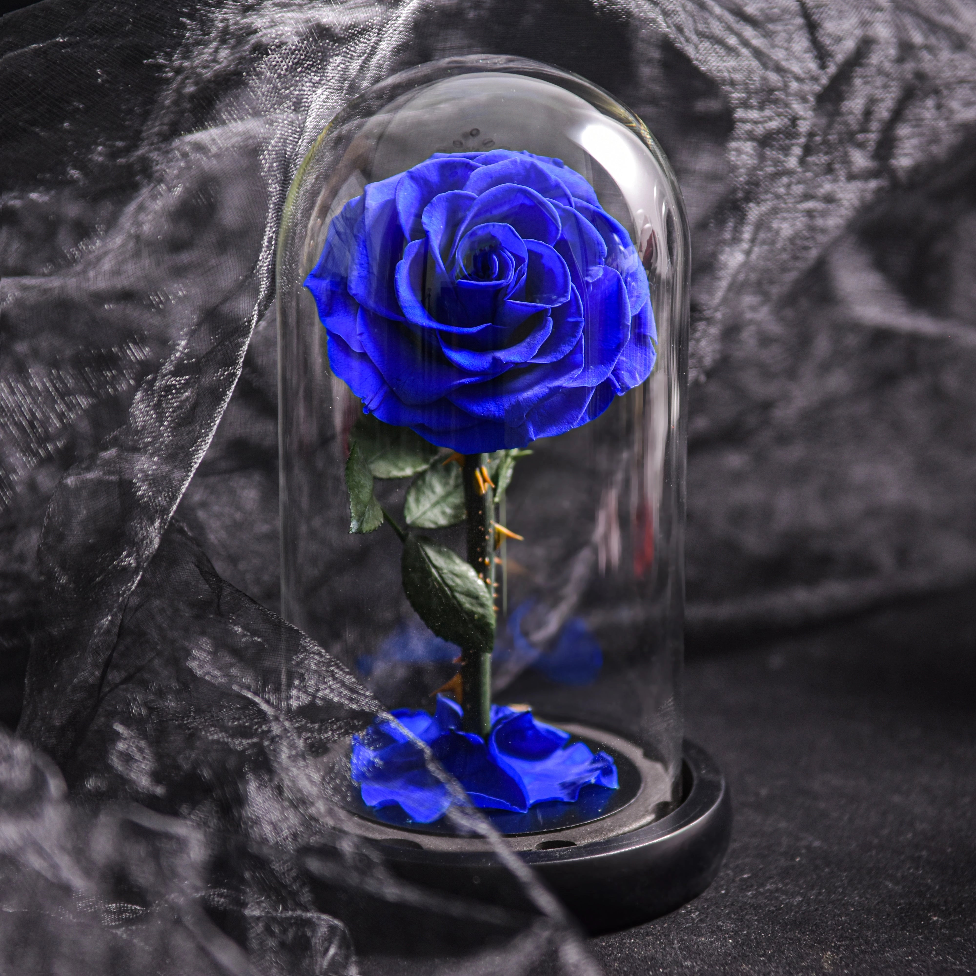 A beautifully preserved blue rose encased in a clear glass dome, showcasing vibrant petals and a luxurious appearance, making it an ideal romantic gift for Valentine's Day.