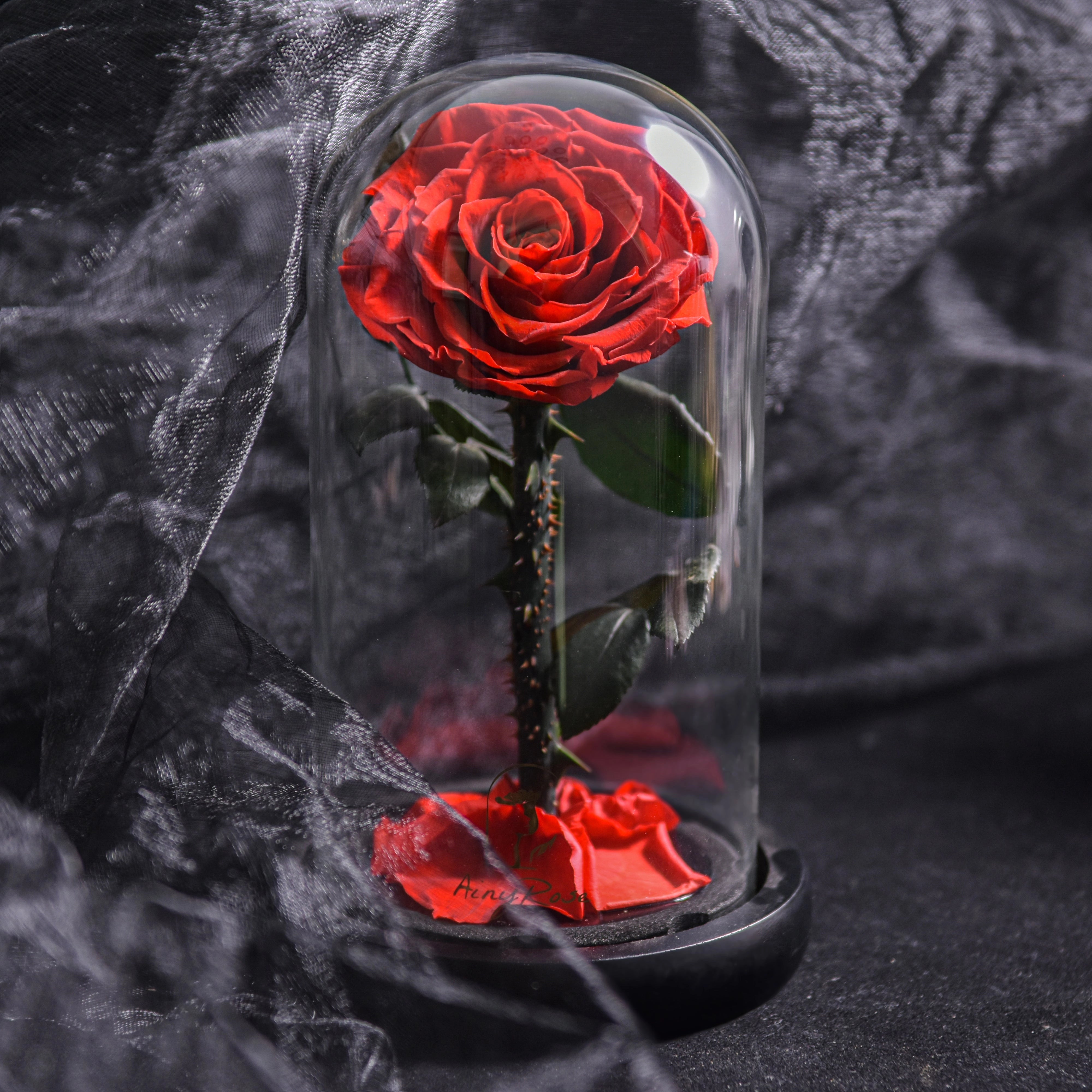 A preserved red rose encased in a clear glass dome, showcasing a luxurious and romantic gift ideal for Valentine's Day.